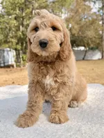 Xavier - F1 Standard , a male Goldendoodle for sale in Frostproof, FL – Photo 8 of 9