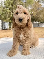 Xavier - F1 Standard , a male Goldendoodle for sale in Frostproof, FL – Photo 7 of 9