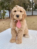 Xavier - F1 Standard , a male Goldendoodle for sale in Frostproof, FL – Photo 1 of 9