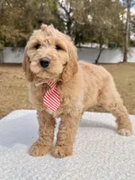 Xavier - F1 Standard , a male Goldendoodle for sale in Frostproof, FL – Photo 5 of 9