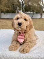 Xavier - F1 Standard , a male Goldendoodle for sale in Frostproof, FL – Photo 2 of 9