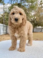 Xavier - F1 Standard , a male Goldendoodle for sale in Frostproof, FL – Photo 3 of 9