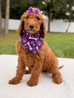 Electra - F1b Standard Goldendoodle , a female Goldendoodle for sale in Frostproof, FL – 1 of 9
