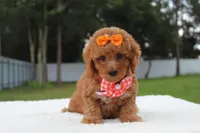 Faith - Toy Goldendoodle , a female Miniature Goldendoodle for sale in Frostproof, FL – 8 of 8