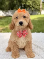 Millie , a female Miniature Goldendoodle for sale in Frostproof, FL – 7 of 10