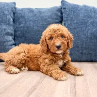 Chase - F1bb Mini Goldendoodle , a male Miniature Goldendoodle for sale in Frostproof, FL – 2 of 5
