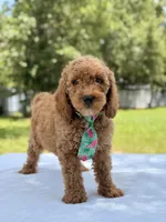 Thomas - F1b Mini Goldendoodle Male , a male Miniature Goldendoodle for sale in Frostproof, FL – 2 of 8