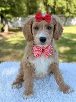 Molly - Mini , a female Miniature Goldendoodle for sale in Frostproof, FL – 9 of 9