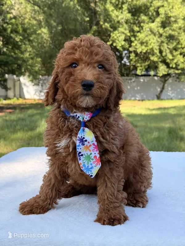 Jasper - Mini – Miniature Goldendoodle puppy for sale in Frostproof, FL