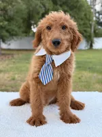 Arthur , a male Miniature Goldendoodle for sale in Frostproof, FL – 10 of 10