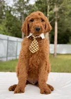 Ernest - F1b Standard Male , a male Goldendoodle for sale in Frostproof, FL – 4 of 9