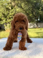 Peanut - F1bb Toy, a male Goldendoodle and Miniature Goldendoodle for sale in Frostproof, FL – 5 of 10