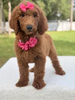 Destiny , a female Goldendoodle for sale in Frostproof, FL – 10 of 10