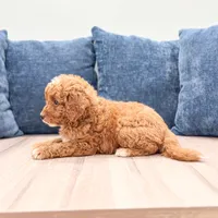 Cash - F1bb Mini Goldendoodle , a male Miniature Goldendoodle for sale in Frostproof, FL – 2 of 5