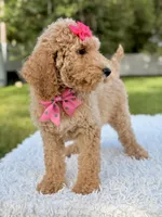 Blossom - Medium , a female Goldendoodle for sale in Frostproof, FL – 7 of 10