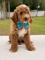 Hero , a female Goldendoodle and Miniature Goldendoodle for sale in Frostproof, FL – 7 of 10