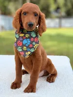 Dominic - F1b Standard , a male Goldendoodle for sale in Frostproof, FL – 1 of 7
