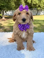 Moon , a female Miniature Goldendoodle for sale in Frostproof, FL – 9 of 9