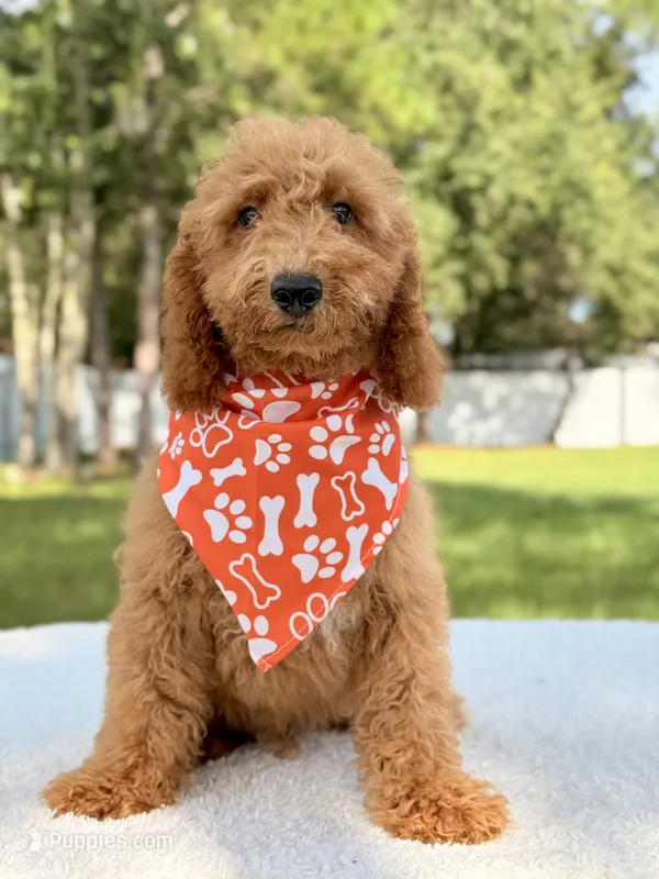 Trevor - F1b Mini Goldendoodle Male – Goldendoodle, Miniature Goldendoodle puppy for sale in Frostproof, FL