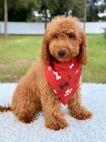 Thiago , a male Goldendoodle and Miniature Goldendoodle for sale in Frostproof, FL – 9 of 10