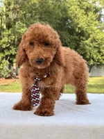 Pluto - Mini , a male Miniature Goldendoodle for sale in Frostproof, FL – 6 of 10