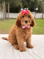 Hazel - Medium Goldendoodle , a female Goldendoodle and Miniature Goldendoodle for sale in Frostproof, FL – 8 of 10