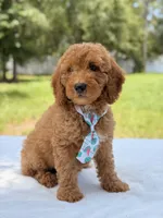 Trevor - F1b Mini Goldendoodle Male, a male Miniature Goldendoodle for sale in Frostproof, FL – 10 of 10