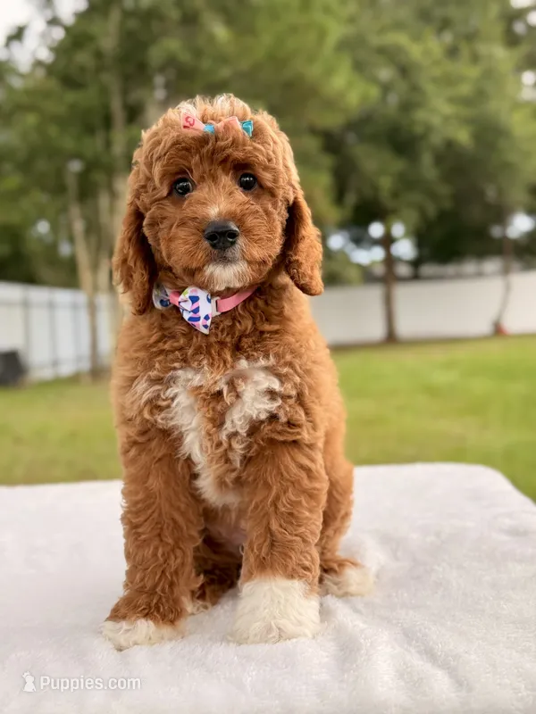 Haven - Medium Goldendoodle  – Goldendoodle, Miniature Goldendoodle puppy for sale in Frostproof, FL