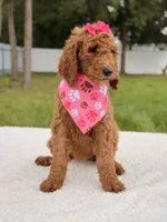 Emmy - F1b Standard Female , a female Goldendoodle for sale in Frostproof, FL – 2 of 9