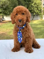 Peanut - Toy, a male Miniature Goldendoodle for sale in Frostproof, FL – 9 of 10