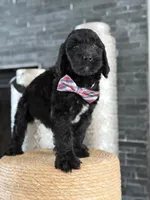 Angel  F1 Standard , a male Goldendoodle for sale in Frostproof, FL – 3 of 8