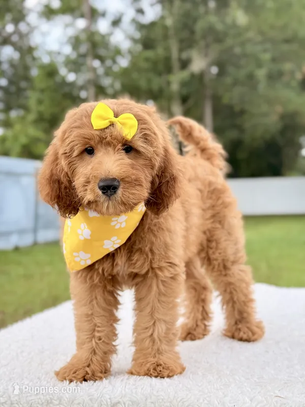 Hazel - Medium Goldendoodle  – Goldendoodle, Miniature Goldendoodle puppy for sale in Frostproof, FL