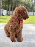 Jamie , a female Goldendoodle for sale in Frostproof, FL – 3 of 10