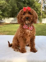 Princes - Toy, a female Miniature Goldendoodle for sale in Frostproof, FL – 7 of 10