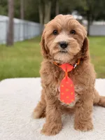 Chase , a male Cavapoo for sale in Frostproof, FL – 5 of 8