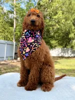 Nala , a female Goldendoodle for sale in Frostproof, FL – 9 of 9
