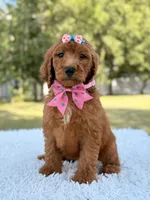 Dream - F1b Standard , a female Goldendoodle for sale in Frostproof, FL – 3 of 9