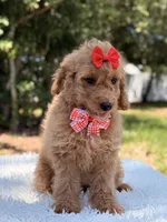 Daisy , a female Miniature Goldendoodle for sale in Frostproof, FL – 7 of 10