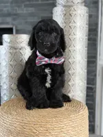 Angel  F1 Standard , a male Goldendoodle for sale in Frostproof, FL – 6 of 8