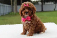 Fifi - Micro / Toy , a female Miniature Goldendoodle for sale in Frostproof, FL – 2 of 8
