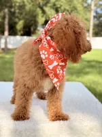 Trevor - F1b Mini Goldendoodle Male, a male Goldendoodle and Miniature Goldendoodle for sale in Frostproof, FL – 10 of 10