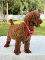 Destiny , a female Goldendoodle for sale in Frostproof, FL – 8 of 10