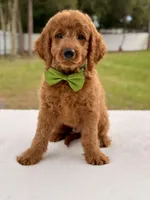 Harry - Medium Goldendoodle male , a male Goldendoodle and Miniature Goldendoodle for sale in Frostproof, FL – 5 of 8