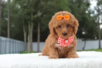 Faith - Toy Goldendoodle , a female Miniature Goldendoodle for sale in Frostproof, FL – 3 of 8