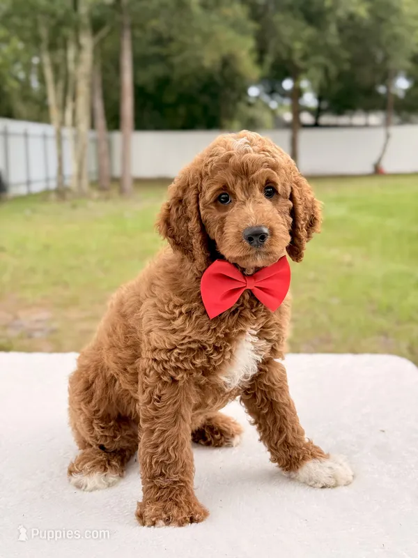 Harley - Medium Goldendoodle  – Goldendoodle, Miniature Goldendoodle puppy for sale in Frostproof, FL
