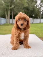 Cooper , a male Cavapoo for sale in Frostproof, FL – 8 of 8