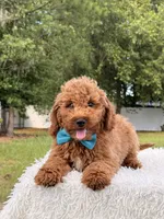 Pumbaa , a male Miniature Goldendoodle for sale in Frostproof, FL – 2 of 9