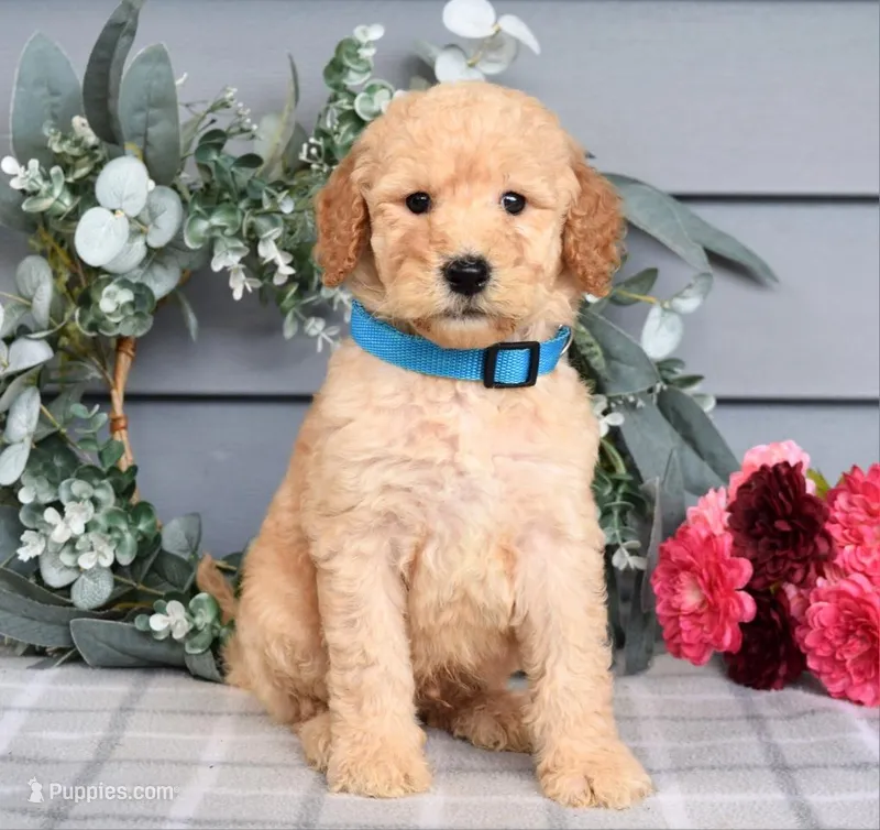  Bear - F1bb Standard Goldendoodle male  – Goldendoodle puppy for sale in Frostproof, FL