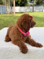 Destiny , a female Goldendoodle for sale in Frostproof, FL – 3 of 10