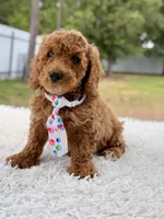 Pluto - Mini , a male Miniature Goldendoodle for sale in Frostproof, FL – 4 of 8